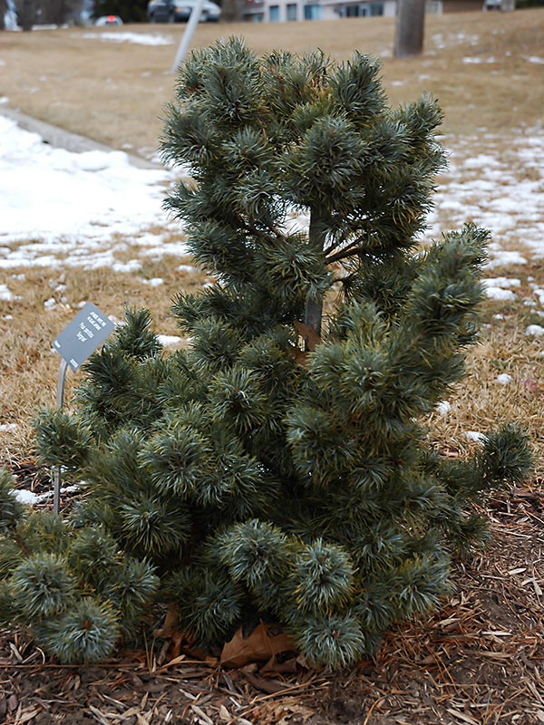 Pinus parviflora Bergman RBG-frm-1.JPG